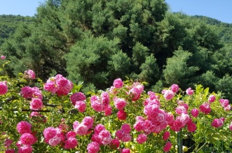 MONTAGNAREALE IN FIORE 01