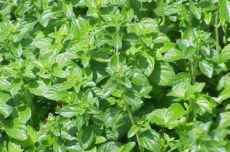 calamintha nepeta -nipitenna