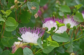 cappero - chiappira