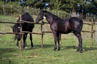 cavallo sanfratelano