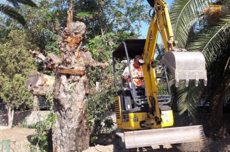 ficus stazione