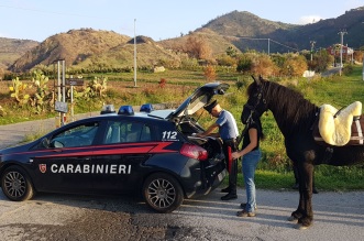 PATTI CONTROLLO Cavalli