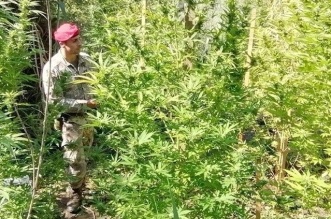 Tortorici arresto stupefacenti coltivazione marjuana